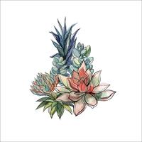 Bouquet of succulents. Flower arrangement for design. Watercolor. Graphics. Vector. vector