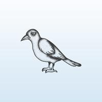 Sombreado de puntillas de aves vector