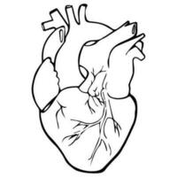 Realistic Heart Outline vector