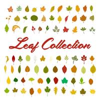 leaf collection vector