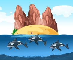 Tres delfines nadando bajo el agua vector
