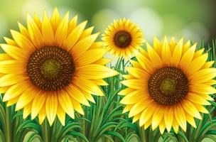Scene with sunflowers in garden vector