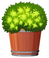 A plant in the pot vector