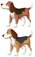 Un conjunto de perro beagle vector