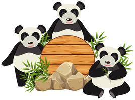 Tablero redondo con tres pandas lindos. vector