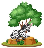 A zebra in nature isolated vector