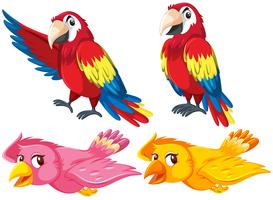 Conjunto de diferentes aves vector