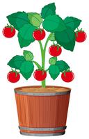A tomato plant in the pot vector