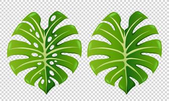 Two patterns of green leaves vector