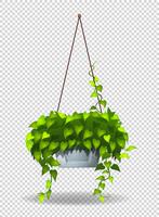 Potted plant hanging on wall vector