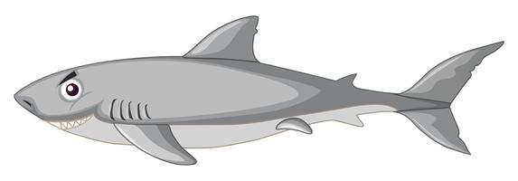 A shark on white background vector