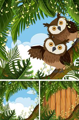 Three scenes with owls in the woods