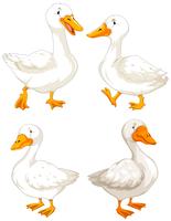 set of white geese vector