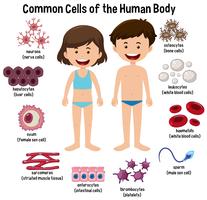 Células comunes del cuerpo humano. vector