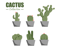 flat cactus collection vector element
