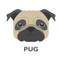 Vector illustration of pug in flat style.