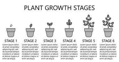 Infografía de las etapas de crecimiento de las plantas. Iconos de la línea de arte. Plantilla de instrucciones de siembra. Ilustración de estilo lineal aislado en blanco. Plantación de frutas, proceso de hortalizas. Estilo de diseño plano. vector