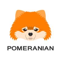 Vector illustration of pomeranian dog in flat style. Pomeranian flat icon.