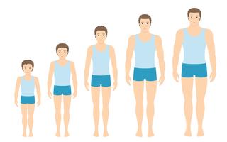 Las proporciones del cuerpo del hombre cambian con la edad. Etapas de crecimiento del cuerpo del niño. Ilustracion vectorial Concepto de envejecimiento. Ilustración con la edad del hombre diferente de bebé a adulto. Los hombres europeos de estilo plano. vector