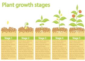 Plantas de cultivo infográfico. Proceso de cultivo de las plantas. Etapas de crecimiento de las plantas. vector