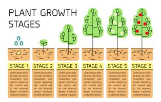 Tree growth stages infographics. Line art icons. Planting instruction template. Linear style illustration isolated on white. Planting fruits process. Flat design style. vector