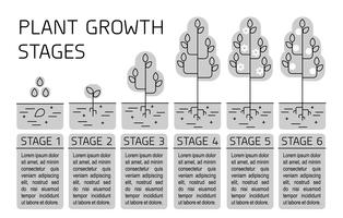 Plant growth stages infographics. Line art icons. Planting instruction template. Linear style illustration isolated on white. Planting fruits, vegetables process. vector