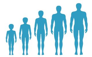 Las proporciones del cuerpo del hombre cambian con la edad. Etapas de crecimiento del cuerpo del niño. Ilustracion vectorial Concepto de envejecimiento. Ilustración con la edad del hombre diferente de bebé a adulto. Los hombres europeos de estilo plano. vector