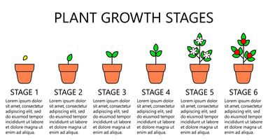 Infografía de las etapas de crecimiento de las plantas. Iconos de la línea de arte. Plantilla de instrucciones de siembra. Ilustración de estilo lineal aislado en blanco. Plantación de frutas, proceso de hortalizas. Estilo de diseño plano. vector