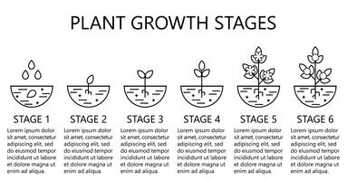 Plant growth stages infographics. Line art icons. Planting instruction template. Linear style illustration isolated on white. Planting fruits, vegetables process.  vector