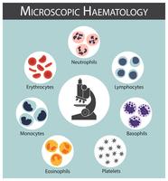 Hematología microscópica. vector