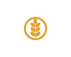 Agriculture wheat Logos vector