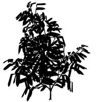 Exotic Tree Silhouette vector