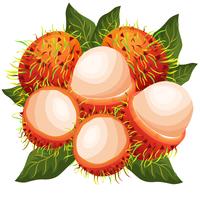 rambutans vector illustration