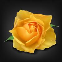 Realistic yellow rose on dark background, Vector Illustration