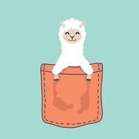 Llama cara de alpaca cabeza dentro del bolsillo. vector