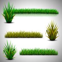 Green grass isolated vector