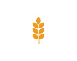 Agriculture wheat Logos vector