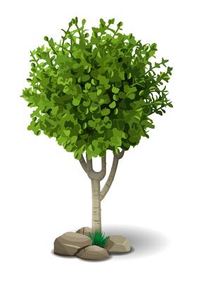 Small deciduous tree 