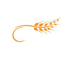 Plantilla de logotipo de trigo de agricultura, vector de logotipo de vida sana