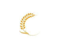 Agriculture wheat Logo Template vector icon design