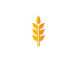 Wheat logo vector template