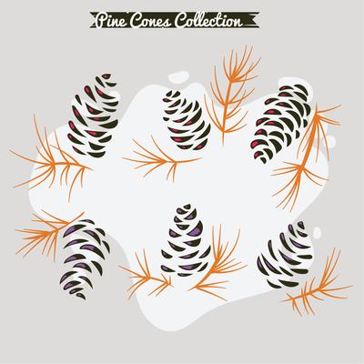 Colorful pine cones on pine branch