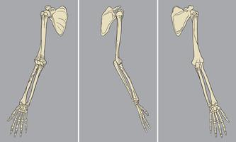Human Arm Skeletal Anatomy Pack Vector