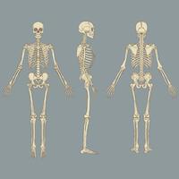 Human Skeleton Chart Vector