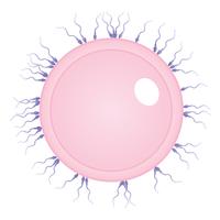 Human egg and sperms medical vector