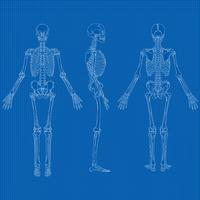 Human Skeleton Blueprint Vector