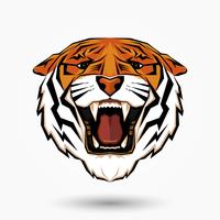 Angry Tiger head vector