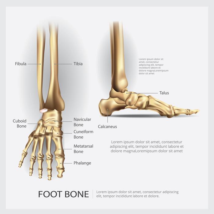 Human Foot Vector Art, Icons, and Graphics for Free Download