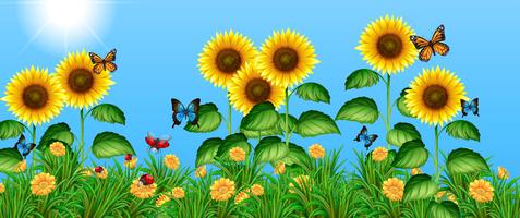 Butterflies flying in the sunflower field vector