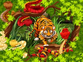 Wild snakes and tiger in the woods vector